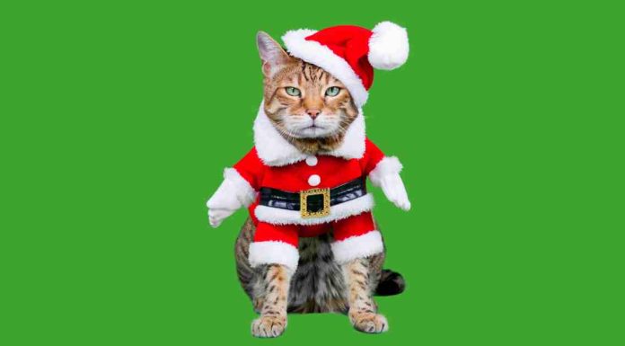 Purrfectly Funny: The Funniest Cat Memes of All Time