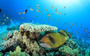 Sea Creatures More Dangerous Than Sharks You Need to Avoid