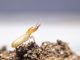 Signs that indicate you have termites in your home, according to experts