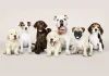 The Most Popular Dog Breeds in America Revealed