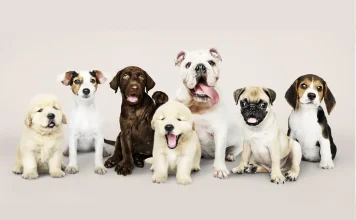 The Most Popular Dog Breeds in America Revealed