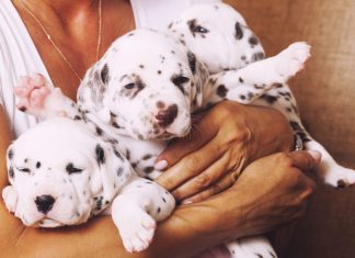 The Most Popular Girl Dog Names for Your Furry Best Friend