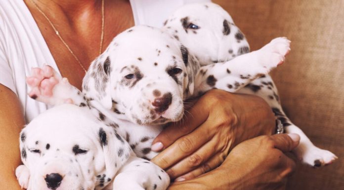 The Most Popular Girl Dog Names for Your Furry Best Friend
