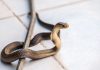 The no. 1 sign that a snake is in your house, according to experts