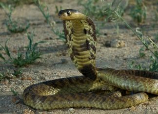 The Top Sign That There’s a Snake Lurking Behind Your Water Heater