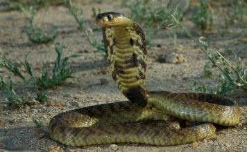 The Top Sign That There’s a Snake Lurking Behind Your Water Heater