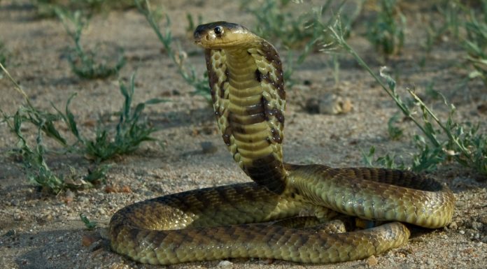 The Top Sign That There’s a Snake Lurking Behind Your Water Heater