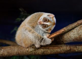 These Adorable Animals Are Actually Deadly: Be Careful Around Them