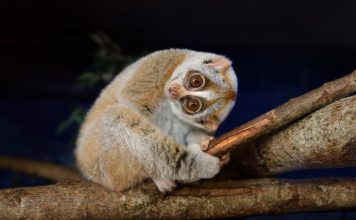 These Adorable Animals Are Actually Deadly: Be Careful Around Them