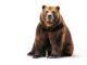 Un-Bear-ably Funny Bear Puns That Will Have You Roaring