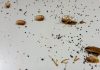 Warning Signs of Roaches in Your Home You Need to Know
