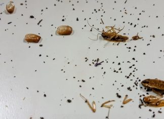 Warning Signs of Roaches in Your Home You Need to Know