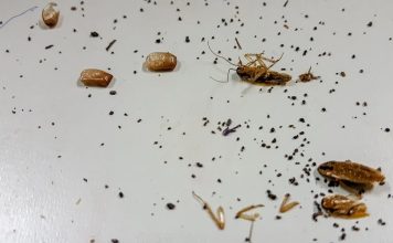 Warning Signs of Roaches in Your Home You Need to Know