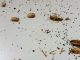 Warning Signs of Roaches in Your Home You Need to Know