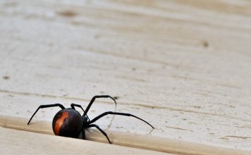 Warning Signs You May Have Black Widow Spiders in Your Home, According to Experts