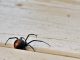 Warning Signs You May Have Black Widow Spiders in Your Home, According to Experts